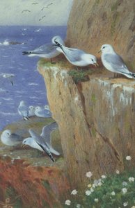 Mouettes - Archibald Thorburn
