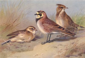 Alouette calandrelle, Alouette hausse-col, Alouette huppée - Archibald Thorburn