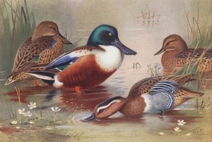 Canard souchet (mâle et femelle), Sarcelle d