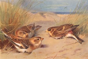 Bruant des neiges (hiver), Linotte à bec jaune - Archibald Thorburn