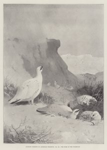 Sujets sportifs, la maison du lagopède - Archibald Thorburn