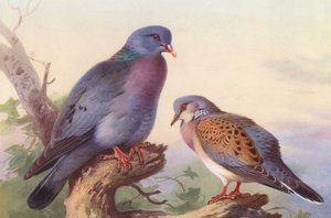 Pigeon ramier, tourterelle