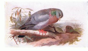 Pigeon colombin, de Birds of the British Isles and Their Eggs publié par Frederick Warne & Co Ltd, 1958