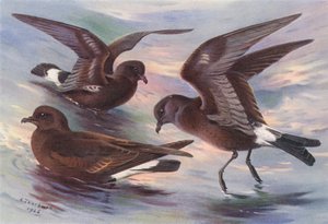 Pétrel-tempête, Pétrel à Fourche de Leach, Pétrel de Wilson - Archibald Thorburn