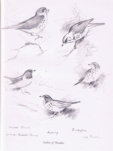 Étude de grives, 1938 - Archibald Thorburn