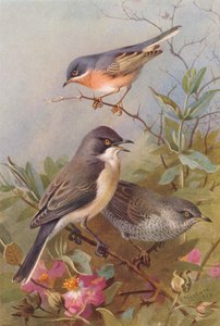 Fauvette des jardins, Fauvette orphée, Fauvette à barre (lithographie en couleur) - Archibald Thorburn