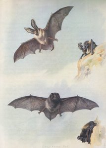 La Barbastelle - Archibald Thorburn
