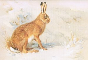 Le lièvre commun, de Mammifères de Thorburn publié par Longmans et Co, vers 1920