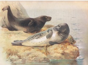 Le phoque gris, de Mammifères de Thorburn publié par Longmans et Co, vers 1920 - Archibald Thorburn