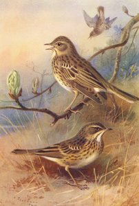 Pipit des arbres, Pipit des prés - Archibald Thorburn