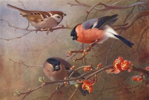Moineau friquet, Bouvreuil (mâle et femelle) - Archibald Thorburn