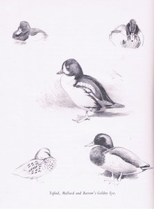 Canards morillons, colverts, garrots d