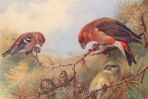 Bec-croisé bifascié, Bec-croisé (mâle et femelle) - Archibald Thorburn