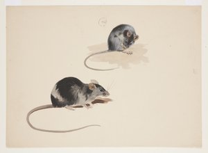 Deux études de rat noir, c.1915 - Archibald Thorburn