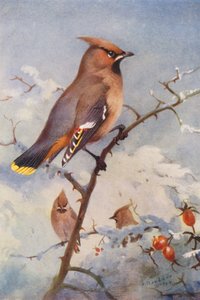 Jaseur boréal - Archibald Thorburn