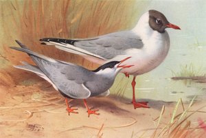 Sterne à moustaches, Mouette rieuse (été) - Archibald Thorburn