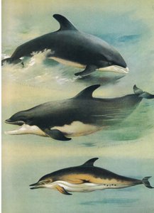 Dauphin à Bec Blanc, Dauphin à Bec de Bouteille et Dauphin Commun, de Mammifères de Thorburn publié par Longmans et Co, vers 1920