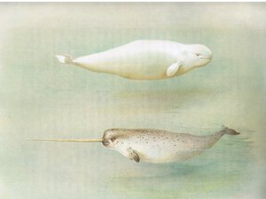 Baleine blanche et narval, de Mammifères de Thorburn publié par Longmans et Co, vers 1920 - Archibald Thorburn