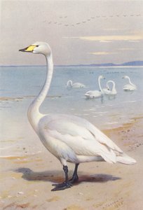 Cygne chanteur