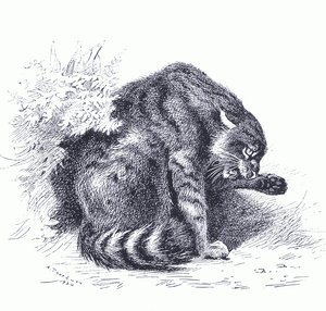 Chat sauvage, de Mammifères de Thorburn publié par Longmans et Co, vers 1920 - Archibald Thorburn