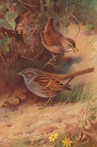 Troglodyte Mignon, Accenteur Mouchet - Archibald Thorburn