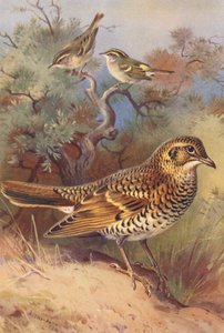 Pouillot à sourcils jaunes, Pouillot de Pallas, Grive de White - Archibald Thorburn