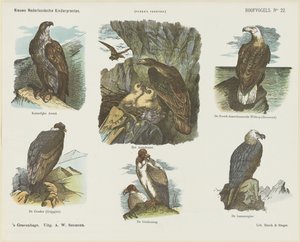Oiseaux de proie - Arie Willem Segboer