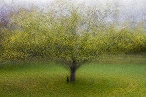 Arbre vert de rêve