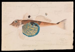 Grondin Papillon, Lepidotrigla vanessa