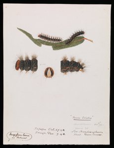 Chenille, Epicoma contristis, Teara tristis - Arthur Bartholomew