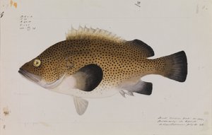 Wirra oriental, Acanthistius ocellatus - Arthur Bartholomew