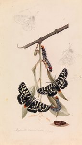 Papillon de Vigne, Comocrus behri