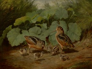 Bécasse et jeunes - Arthur Fitzwilliam Tait