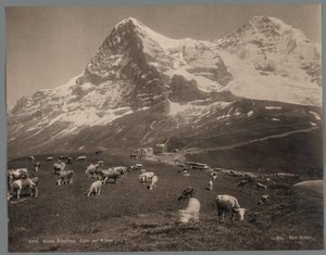 Vaches sur la Kleine Scheidegg dans l