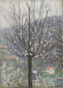 Fleur, tôt le matin