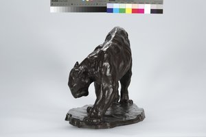 Grand Puma Sentant la Trace d