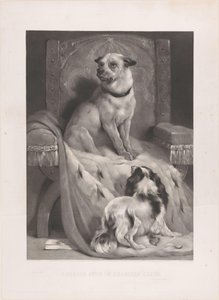Chien sur un manteau d