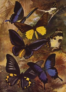 Beaux papillons : Papillons noirs et dorés des Indes orientales - Arthur Twidle