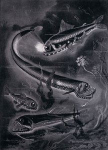 Poissons Auto-luminants - Arthur Twidle