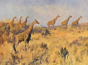 Une troupe de girafes - Arthur Wardle