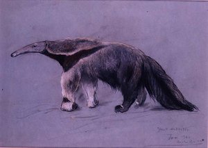 Grand Fourmilier - Arthur Wardle