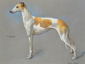 La chienne lévrier championne blanche et fauve 
