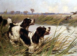 Deux springers chassant des canards colverts