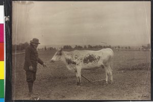 Vache - Welser Schecke
