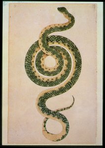 Serpent (gravure) - Artist Unknown