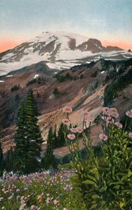 Asters pourpres, dans le parc national du Mont Rainier, vers 1916 - Asahel Curtis