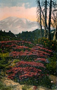 Bruyère violette poussant dans le parc national du mont Rainier, vers 1916 - Asahel Curtis