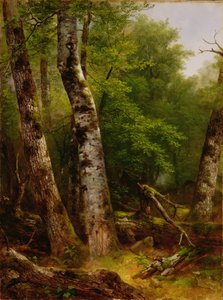 Bouleaux et érables, 1855