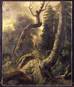 Paysage forestier