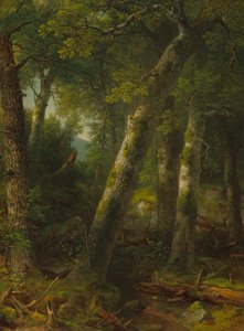 Forêt dans la lumière du matin